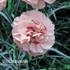 Dianthus 'Cottage Garden Collection' 9 Dianthus 'Cottage Garden Collection' -Agapanthus Flowers Store DIAN V82918 D