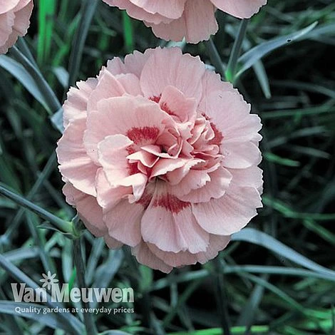 Dianthus 'Cottage Garden Collection' 4 Dianthus 'Cottage Garden Collection' - Image 4