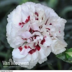 Dianthus 'Cottage Garden Collection' 10 Dianthus 'Cottage Garden Collection' -Agapanthus Flowers Store DIAN V82918 E