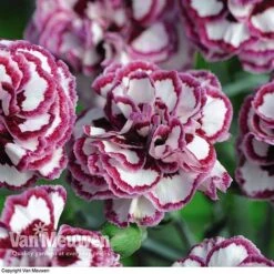 Dianthus 'Cottage Garden Collection' 11 Dianthus 'Cottage Garden Collection' -Agapanthus Flowers Store DIAN V82918 F