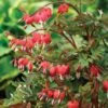 Dicentra Spectablis 'Valentine'