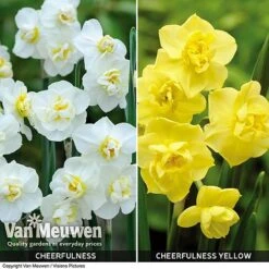 Daffodil 'Cheerfulness Duo' 7 Daffodil 'Cheerfulness Duo' -Agapanthus Flowers Store Daffodil Cheerfulness Duo