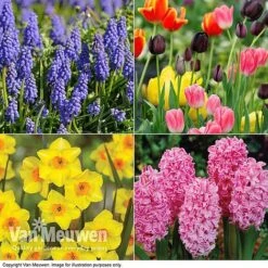 New Release 3 Easter Flower Bulbs