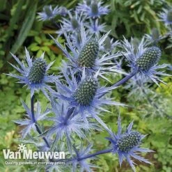 Eryngium 'Blue Steel' -Agapanthus Flowers Store ERYN 42770V B