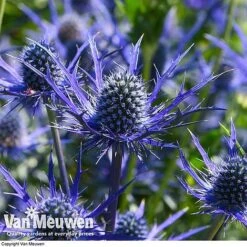 Eryngium 'Blue Steel' -Agapanthus Flowers Store ERYN 42770V E