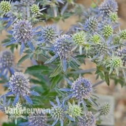Eryngium Planum 'Blue Hobbit' 6 Eryngium Planum 'Blue Hobbit' -Agapanthus Flowers Store ERYN V46943 C