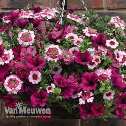 Eton Mess 6 Eton Mess -Agapanthus Flowers Store ETON V48876 C1