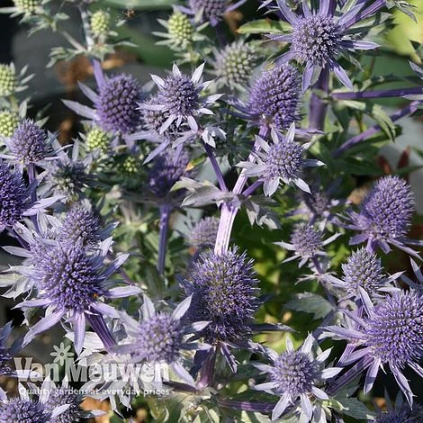 Eryngium Planum 'Blue Hobbit' 1 Eryngium Planum 'Blue Hobbit'