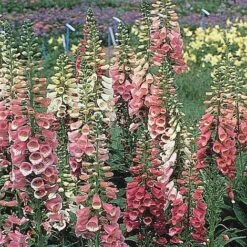 Agapanthus Flowers Store 17 Agapanthus Flowers Store -Agapanthus Flowers Store FOXG V65316 B h