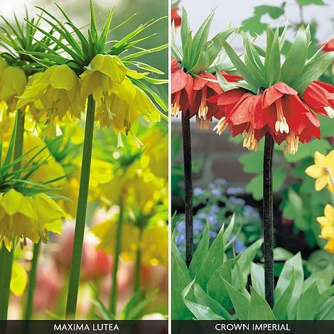 Fritillaria Imperialis 'Collection' 2 Fritillaria Imperialis 'Collection' - Image 2
