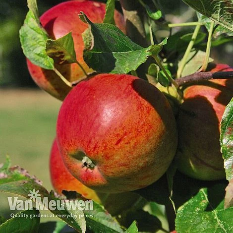 Fruit Tree Orchard Collection 2 Fruit Tree Orchard Collection - Image 2