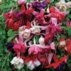 Nuserymans Choice Fuchsias