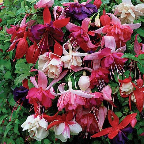 Nuserymans Choice Fuchsias 1 Nuserymans Choice Fuchsias