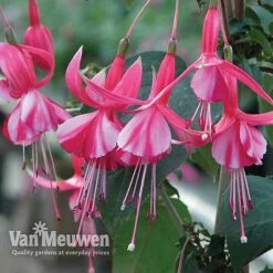 Fuchsia 'Hardy Collection' -Agapanthus Flowers Store FUCH VKA4047 C