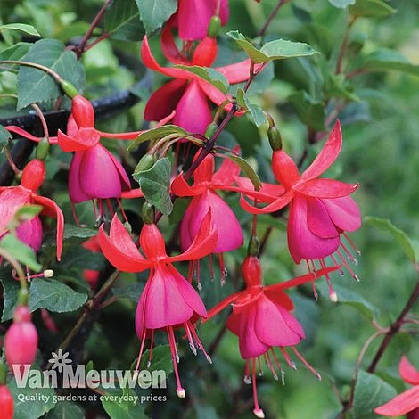 Fuchsia 'Pink Fizz' 1 Fuchsia 'Pink Fizz'