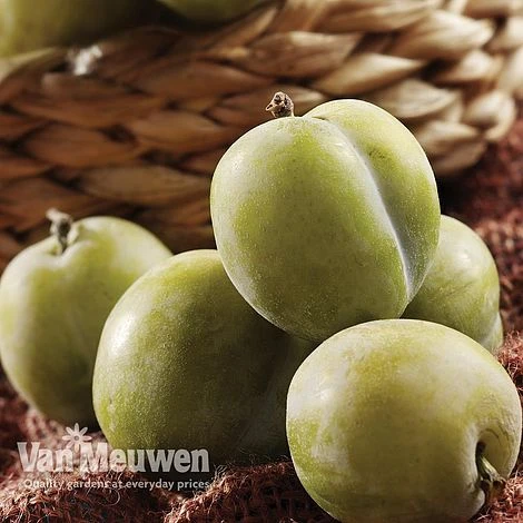 Gage 'Old Green Gage' 1 Gage 'Old Green Gage'