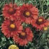 Gaillardia Aristata 'Burgundy'