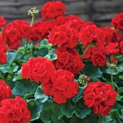 Garden Ready Summer Saver Collection 6 Garden Ready Summer Saver Collection -Agapanthus Flowers Store GARD VKA7392 B