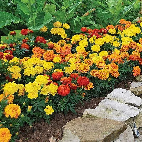 Garden Ready Summer Saver Collection 2 Garden Ready Summer Saver Collection - Image 2