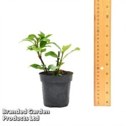 Gardenia 'Crown Jewels' 11 Gardenia 'Crown Jewels' -Agapanthus Flowers Store GARD CROWNJ9CM T44317