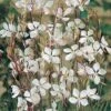 Gaura Lindheimeri