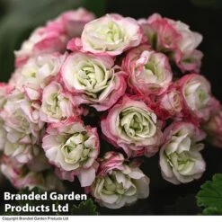 Geranium 'Appleblossom' 9 Geranium 'Appleblossom' -Agapanthus Flowers Store GERA T17214 C1