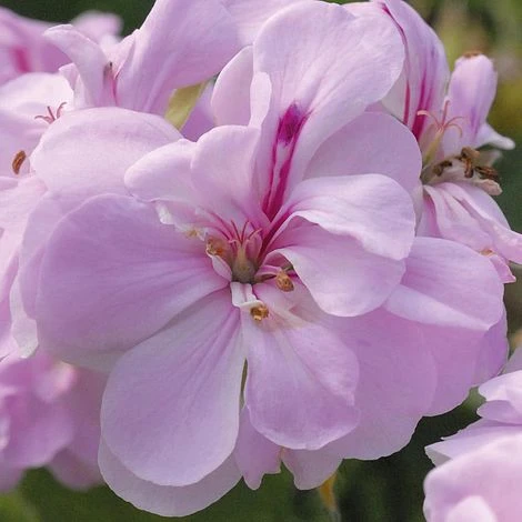 Geranium 'Lilly' 1 Geranium 'Lilly'