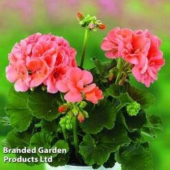 Giant Geranium Bumper Collection -Agapanthus Flowers Store GERA GRCLSALMO S04734