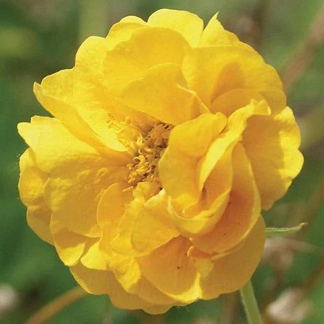Geum 'Double Sunrise' 1 Geum 'Double Sunrise'