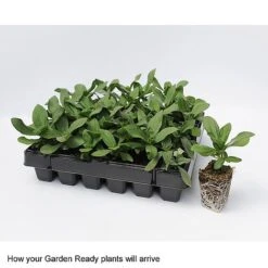 Wallflower 'Sugar Rush' Mix 8 Wallflower 'Sugar Rush' Mix -Agapanthus Flowers Store GardenReadyArrive2