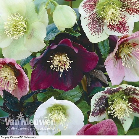 Hellebore X Hybridus 'Mixed' (Lenten Rose) 4 Hellebore X Hybridus 'Mixed' (Lenten Rose) - Image 4