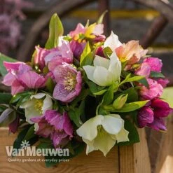 Hellebore X Hybridus 'Mixed' (Lenten Rose) 7 Hellebore X Hybridus 'Mixed' (Lenten Rose) -Agapanthus Flowers Store HELL 61223 D