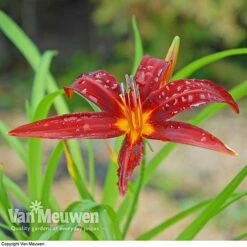 Daylily 'Crimson Pirate' 6 Daylily 'Crimson Pirate' -Agapanthus Flowers Store HEME V59612 C