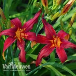 Daylily 'Crimson Pirate' 7 Daylily 'Crimson Pirate' -Agapanthus Flowers Store HEME V59612 D