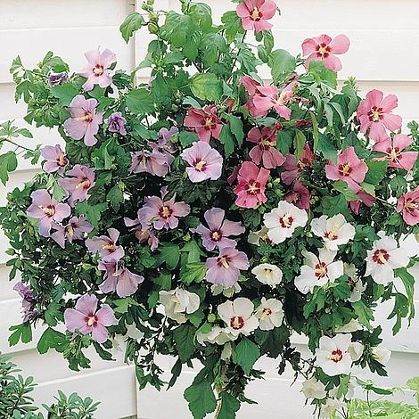 Hibiscus 'Tricolour' (Standard) 1 Hibiscus 'Tricolour' (Standard)