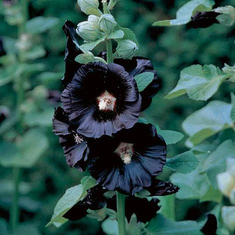 Hollyhock 'Nigra' 1 Hollyhock 'Nigra'