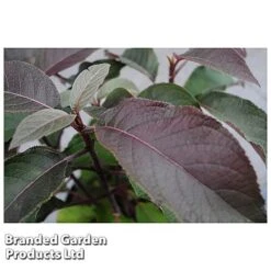 Hydrangea Aspera 'Hot Chocolate' -Agapanthus Flowers Store HYDR HOTCHOCOL S54236