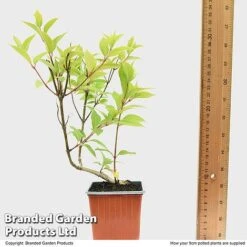 Hydrangea Paniculata 'Magical Moonlight' 7 Hydrangea Paniculata 'Magical Moonlight' -Agapanthus Flowers Store HYDR MAGICM9CM T49364