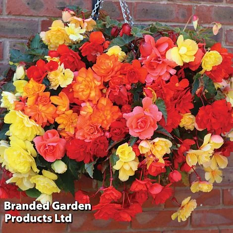 Begonia 'Illumination Mixed' 2 Begonia 'Illumination Mixed' - Image 2
