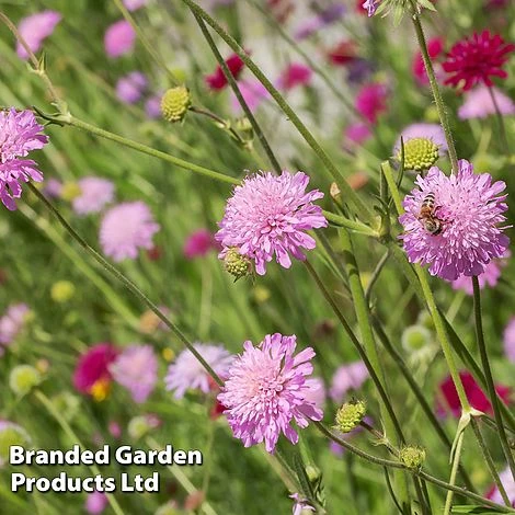 Knautia Macedonica 'Melton Pastels' 1 Knautia Macedonica 'Melton Pastels'