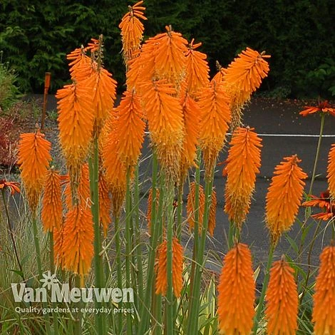 Red Hot Poker 'Mango Popsicle' 2 Red Hot Poker 'Mango Popsicle' - Image 2