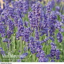 Lavender Duo 7 Lavender Duo -Agapanthus Flowers Store LAVE V13899 B