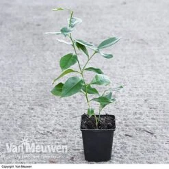 Fruit Meyer Lemon -Agapanthus Flowers Store LEMO 64680 VA