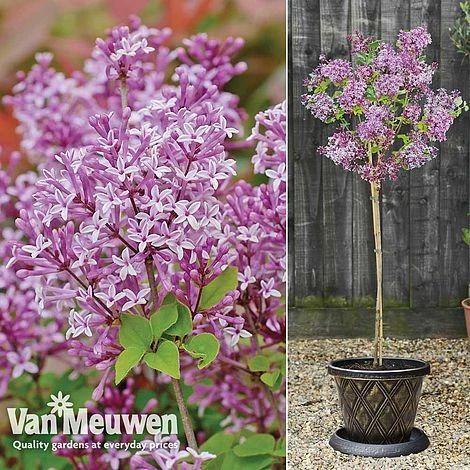 Lilac 'Palibin' 1 Lilac 'Palibin'