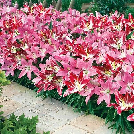 Lily 'Border Collection' 1 Lily 'Border Collection'