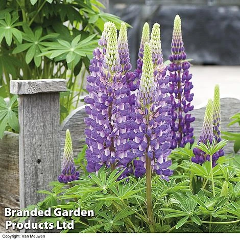 Lupin 'Street Party Collection' 2 Lupin 'Street Party Collection' - Image 2