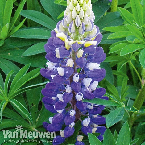 Lupin 'Gallery Blue' 1 Lupin 'Gallery Blue'