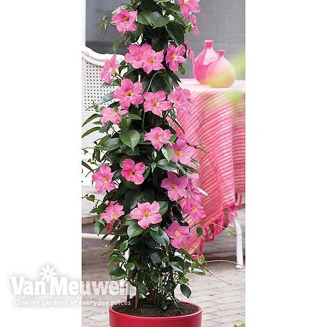 Mandevilla 'Bloom Bells® Pink' 2 Mandevilla 'Bloom Bells® Pink' - Image 2