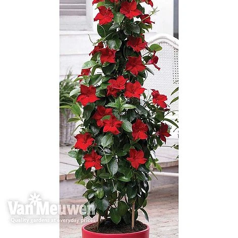 Mandevilla 'Bloom Bells® Red' 1 Mandevilla 'Bloom Bells® Red'