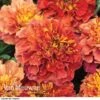 Marigold 'Strawberry Blonde'